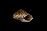 藏品(臺灣䗉螺)的圖片